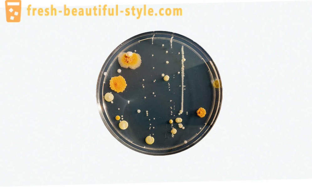 5 Ühised väärarusaamu bakterid