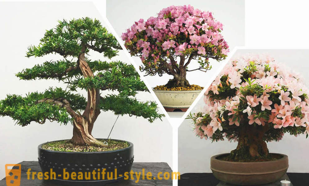 Lihtsam, vaata, bonsai: reegleid Ida stiilis interjööri