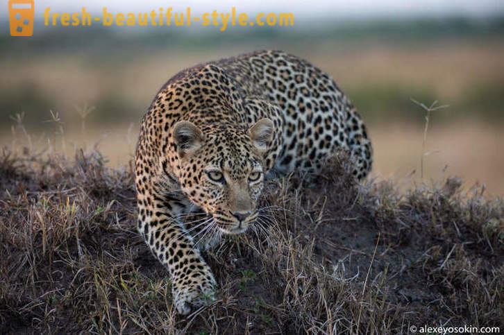 Leopard Jahindus