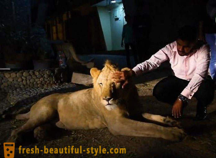 Kaks venda Pakistanist pärit tõi lõvi nimega Simba