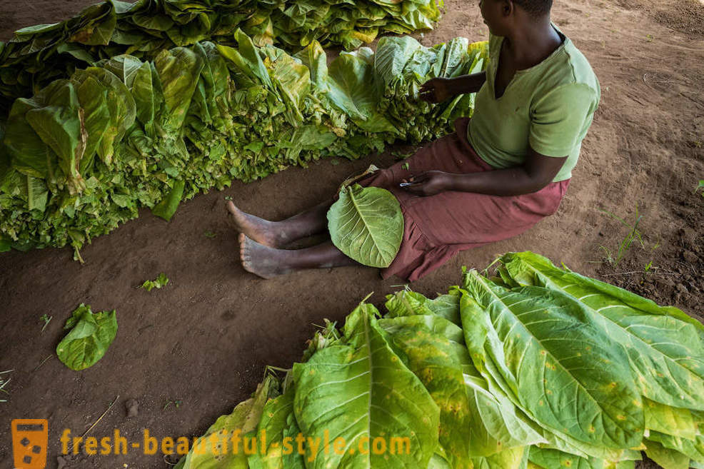 Malawi tubaka istandus
