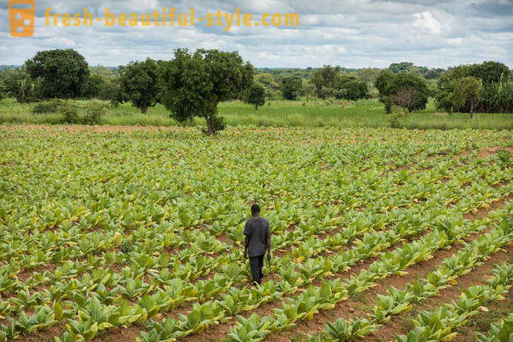 Malawi tubaka istandus