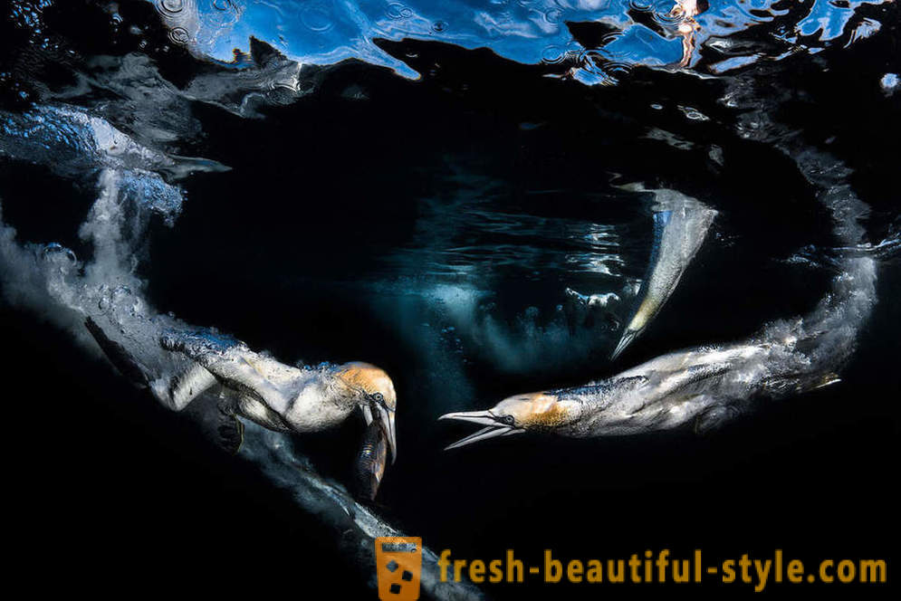Uskumatu kaadrid veealuse fotograafia võitjad
