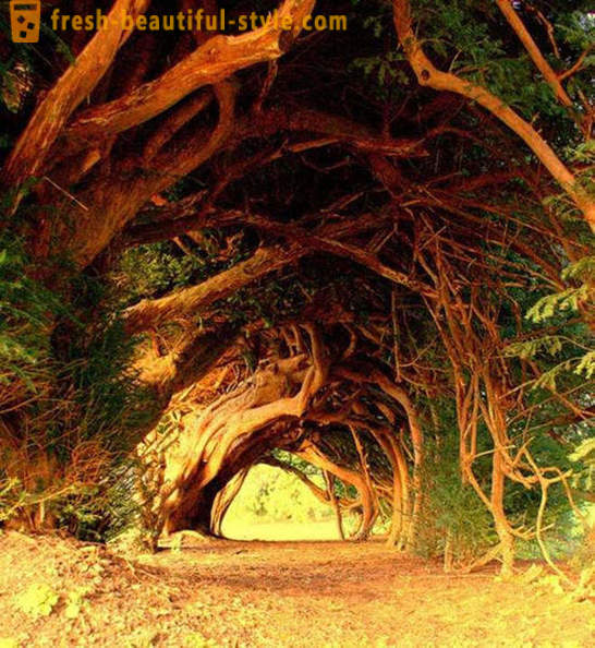 Kõige huvitavam tunnelid puude
