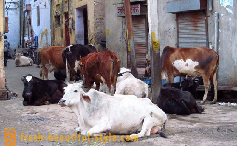 Hulkuvad lehmad - üks India probleeme