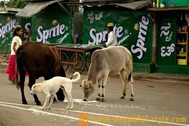 Hulkuvad lehmad - üks India probleeme