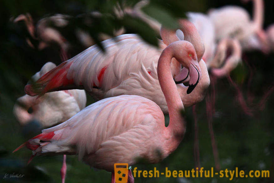 Flamingo - ühed vanimad linnuliike