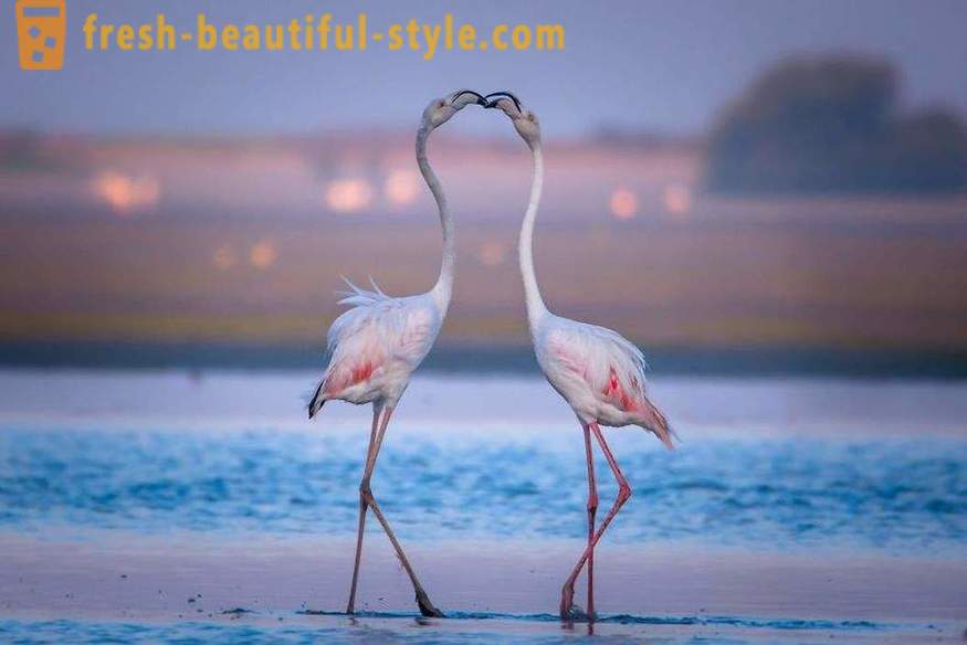 Flamingo - ühed vanimad linnuliike