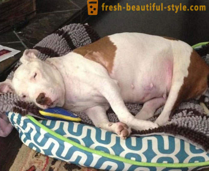 Dying pit bull: kurb lugu õnneliku lõpuga