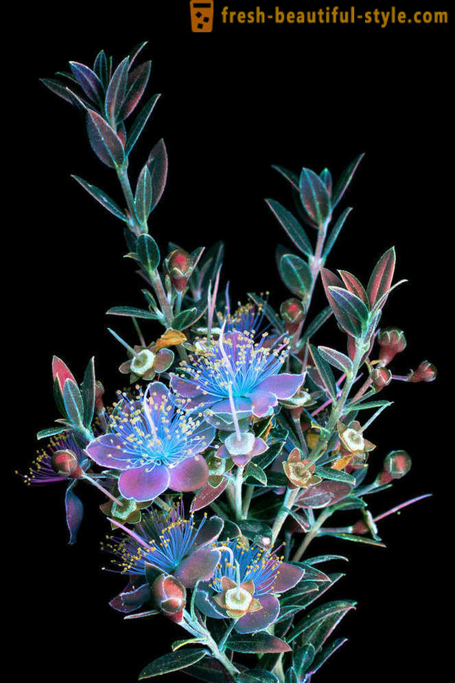 End fotode lilli süüdatud ultraviolettvalgust