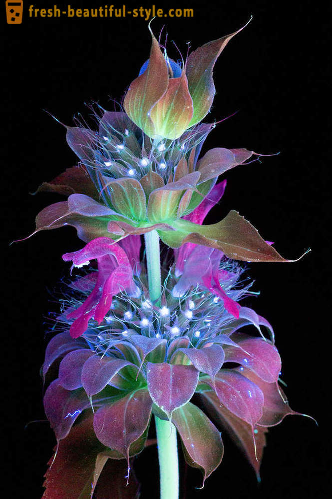 End fotode lilli süüdatud ultraviolettvalgust