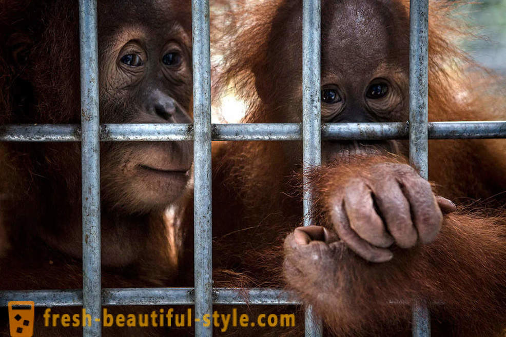 Orangutanid Indoneesia