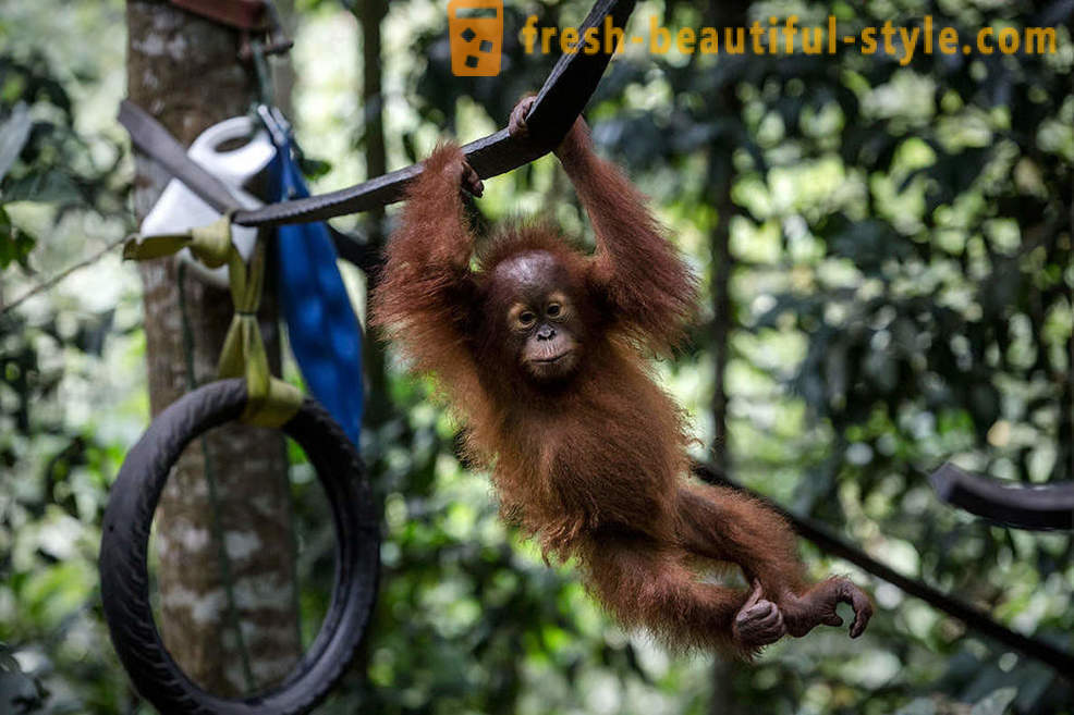 Orangutanid Indoneesia