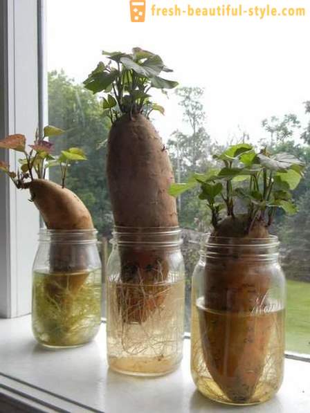 15 köögiviljadele, et saab kasvatada aknalauale kodus