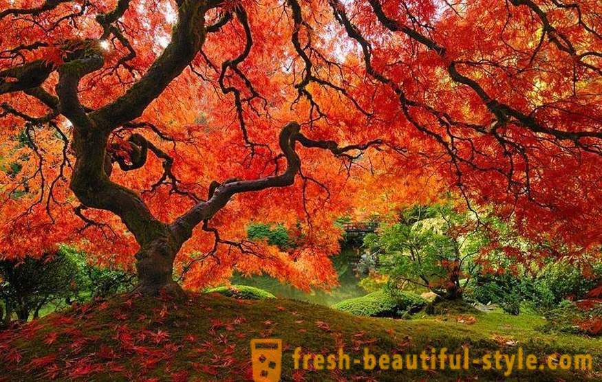 Bright ja ebatavaline puud üle maailma