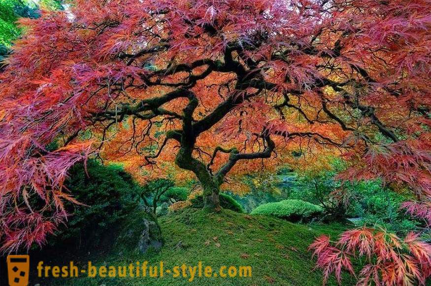Bright ja ebatavaline puud üle maailma