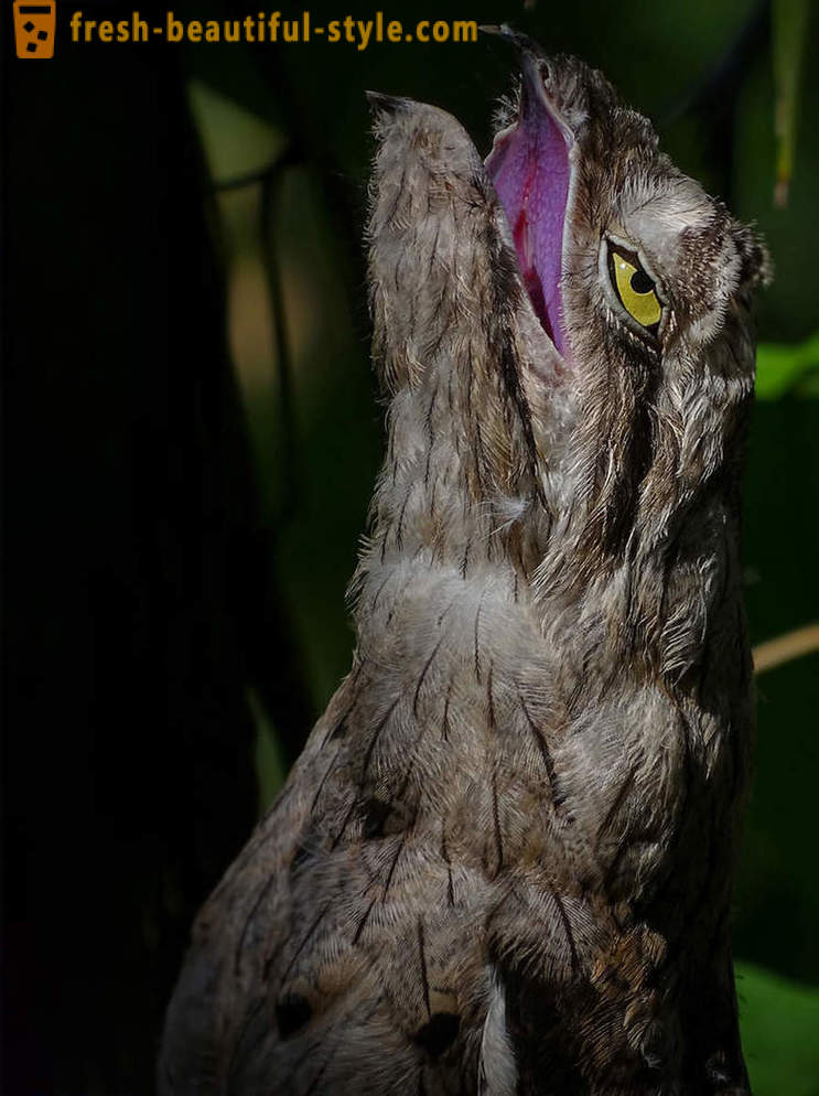 10 lindu kõige ebatavaline kaitsemehhanismid