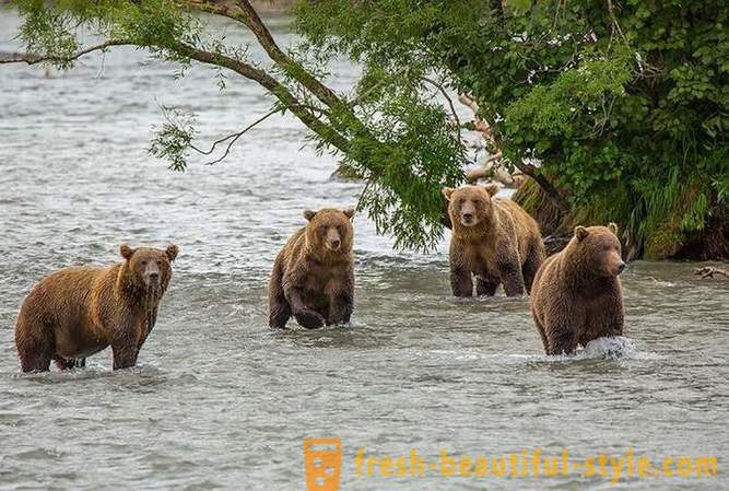 Ürgalgne Kamtšatka: Land karud