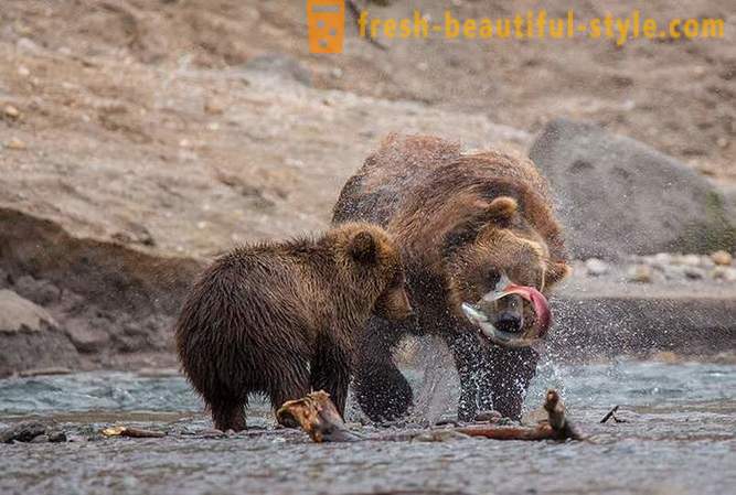 Ürgalgne Kamtšatka: Land karud