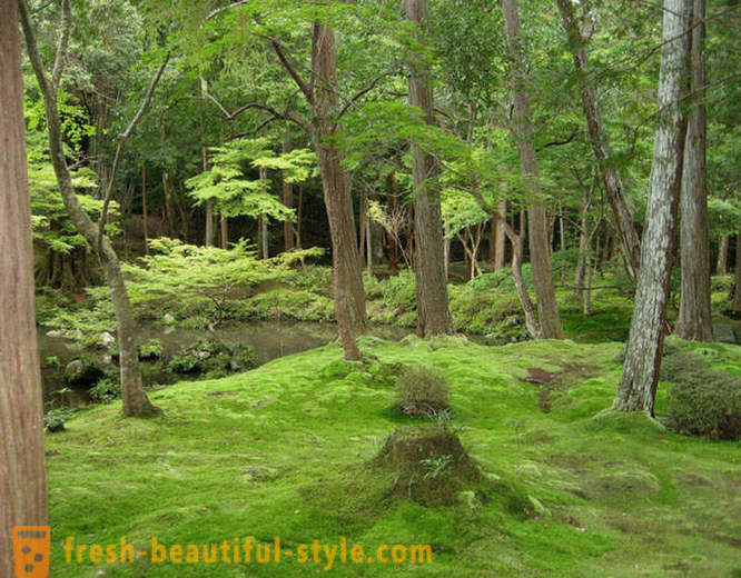 Moss aed Jaapan