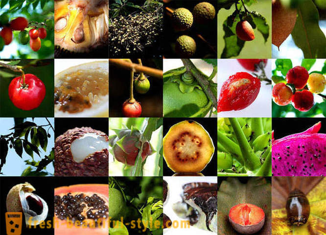 Guide to eksootilised puuviljad