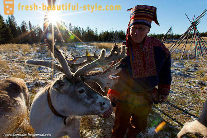 In search of Santa Claus põhjapõdrad Siberi husky