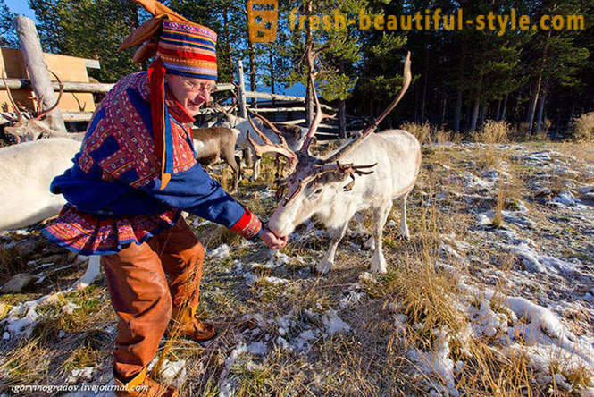 In search of Santa Claus põhjapõdrad Siberi husky