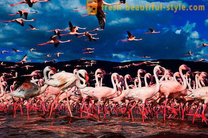 Riik roosa flamingos