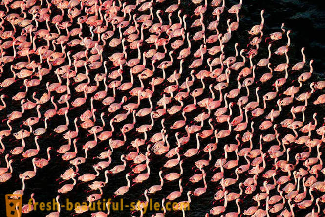 Riik roosa flamingos