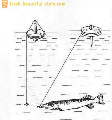 Catching haug ringi: tunnused meetod. Pike kalapüük ringid jõel, järvel