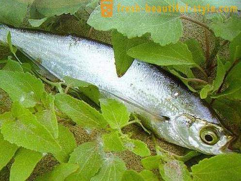 Kui tavaline kala sabrefish? Kuidas kokk kala sabrefish?