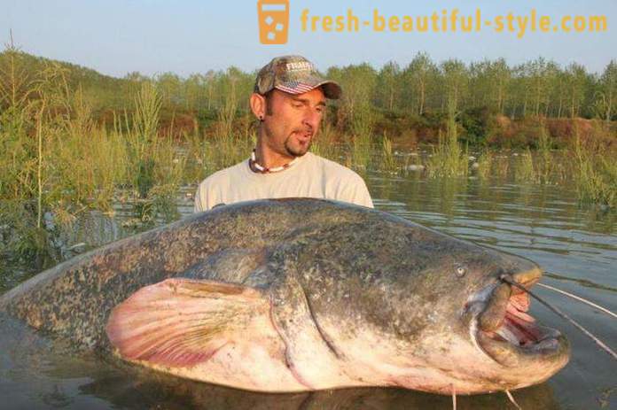 Püüdmine säga kohta Kwok. Catching Catfish: 5 Best Ways