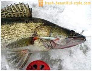 Kalastamine jalas talvel. püügitehnika kohta Vaa'anvarsi